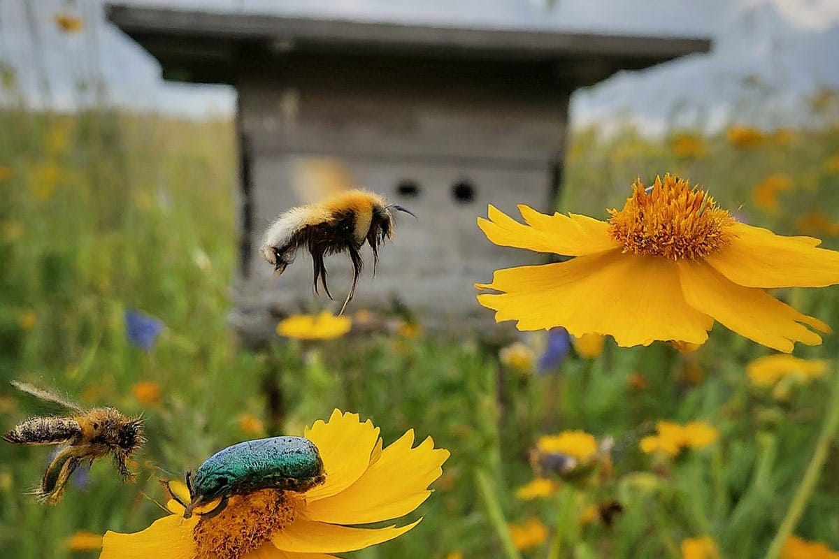 Beyond the Hive: Meet the Unexpected Cast of Characters That Keep Our World Blooming